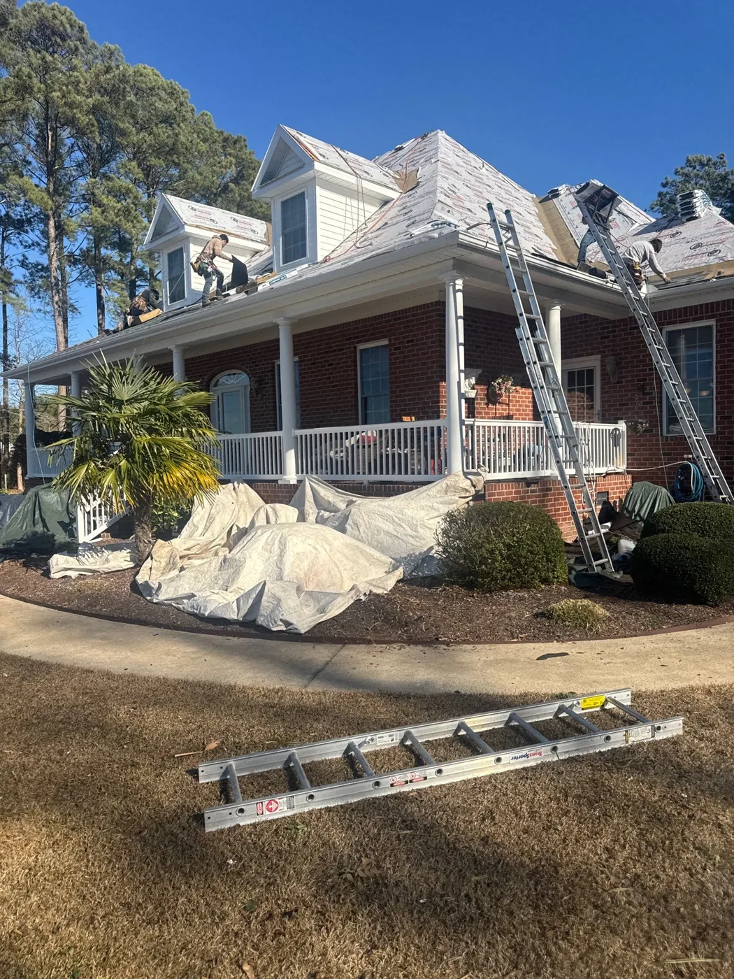 Front elevation of the brick colonial with the entire roof covered in white synthetic underlayment, two extension ladders leaning against the eaves, roofers working near the dormers and tarps bunched over the foundation plantings.