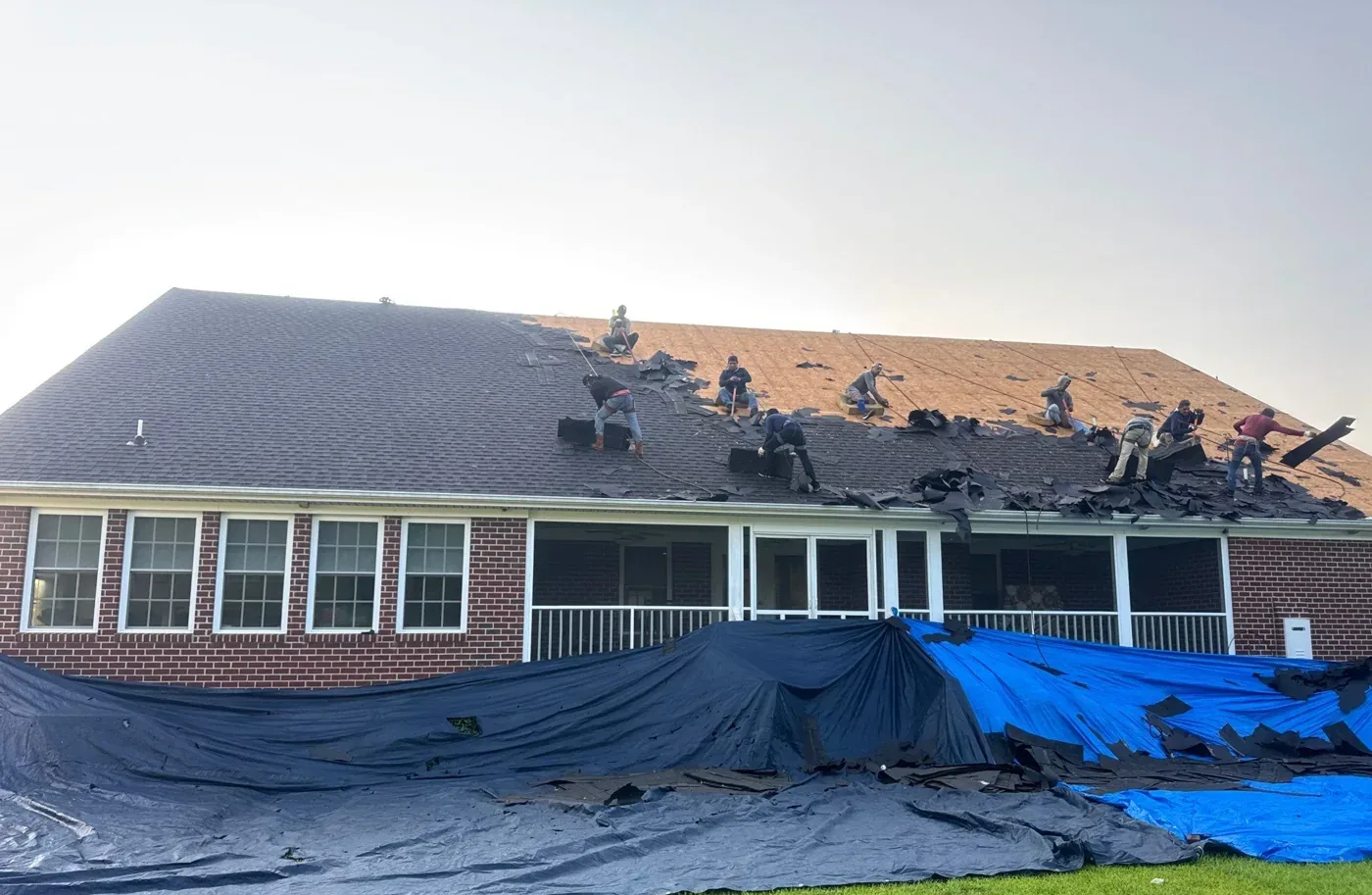 A roofing crew stripping old asphalt shingles from the rear slope of the roof, with tarps spread over the lawn and shrubs below.