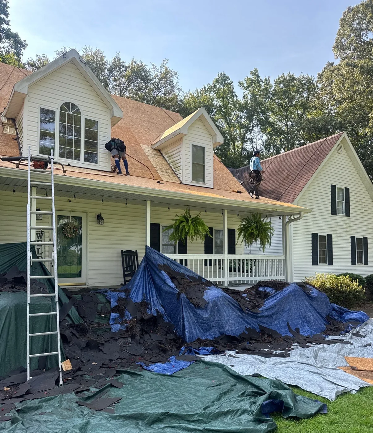Tear-off in progress on the front slope, with old shingles stripped onto blue and green tarps spread across the lawn and shrubs, a ladder against the eave and crew working on the roof above.